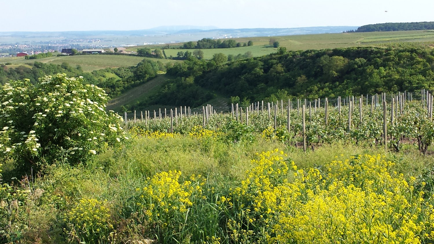 Vielfältiges Naheland