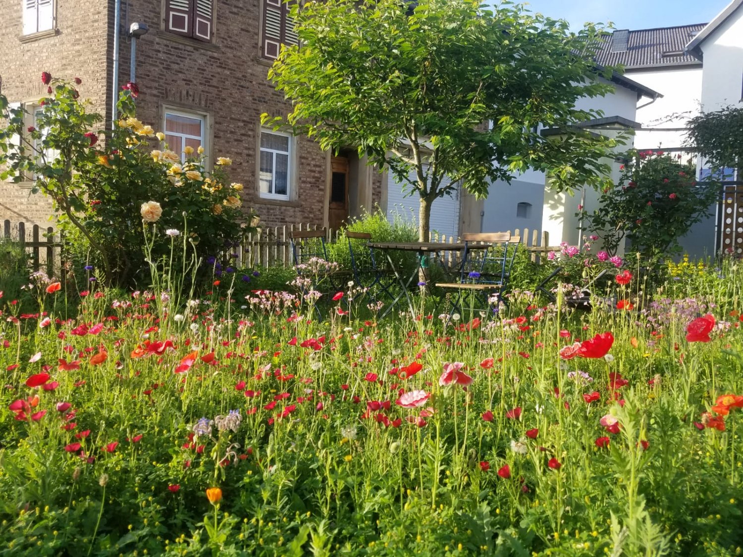 Bienenweide im Sekthof-Garten